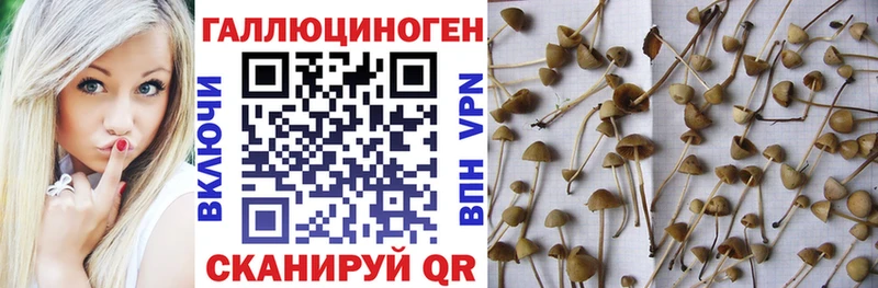 Галлюциногенные грибы Psilocybe  Владивосток 